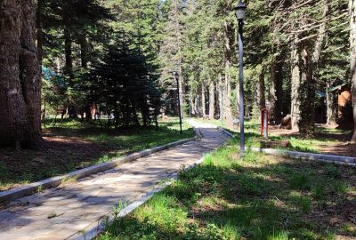 KARINNA ORMAN KOSKLERI