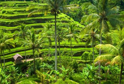 Fırsat Harikalar Diyarı Bali - Ubud Turu 