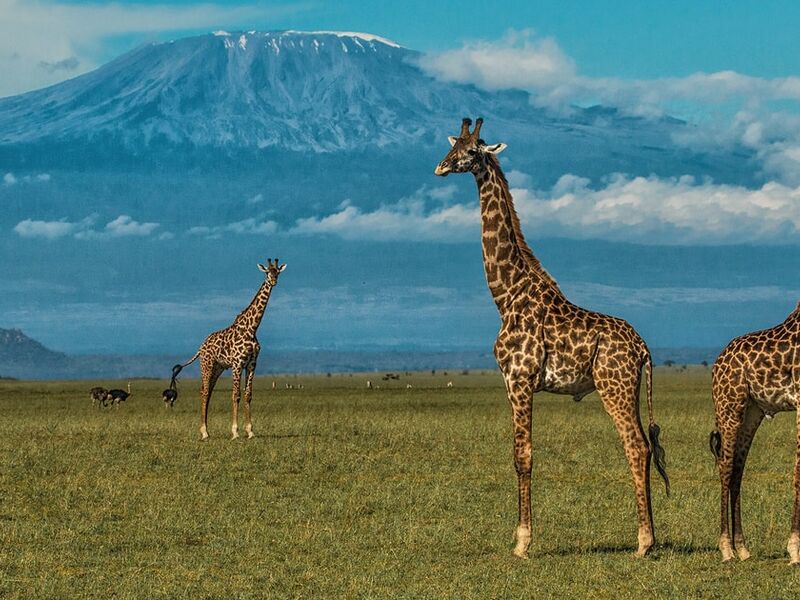 Kenya Safari Turu Air Arabia Havayolları ile Her Pazar Hareket