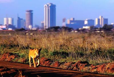 Kenya Safari Turu Air Arabia Havayolları ile Her Pazar Hareket