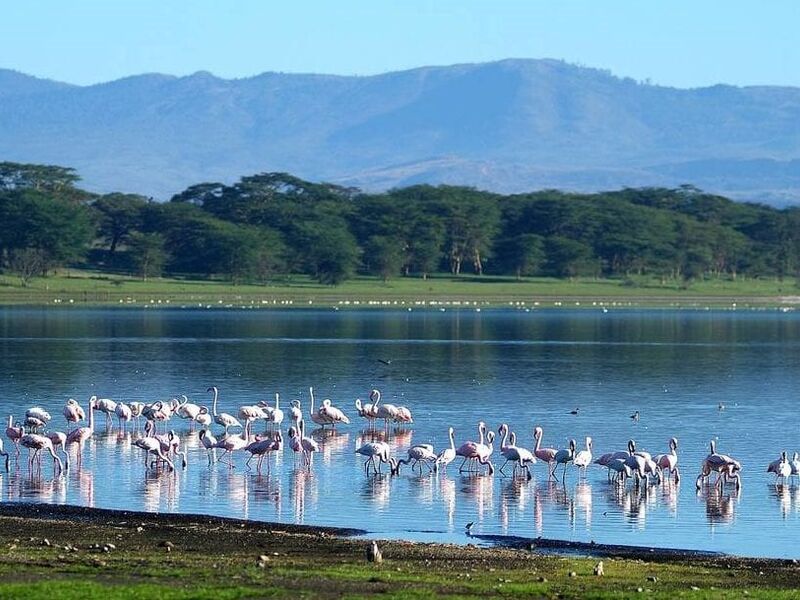 Kenya Safari Turu Air Arabia Havayolları ile Her Pazar Hareket
