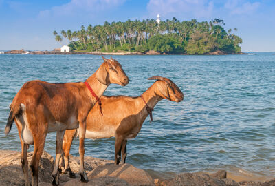 Sri Lanka Turu Türk Havayolları İle 8 Gün EJ001