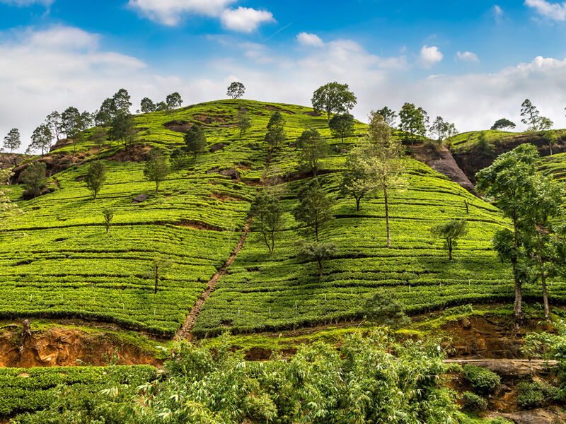 Sri Lanka Turu Türk Havayolları İle 8 Gün EJ001