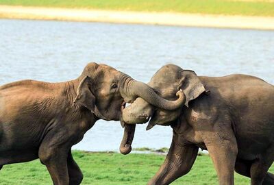 SRİ LANKA TK 2026 (CMB-CMB)