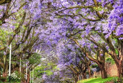 Güney Afrika | 7 Gece | İstanbul Çıkış | THY	