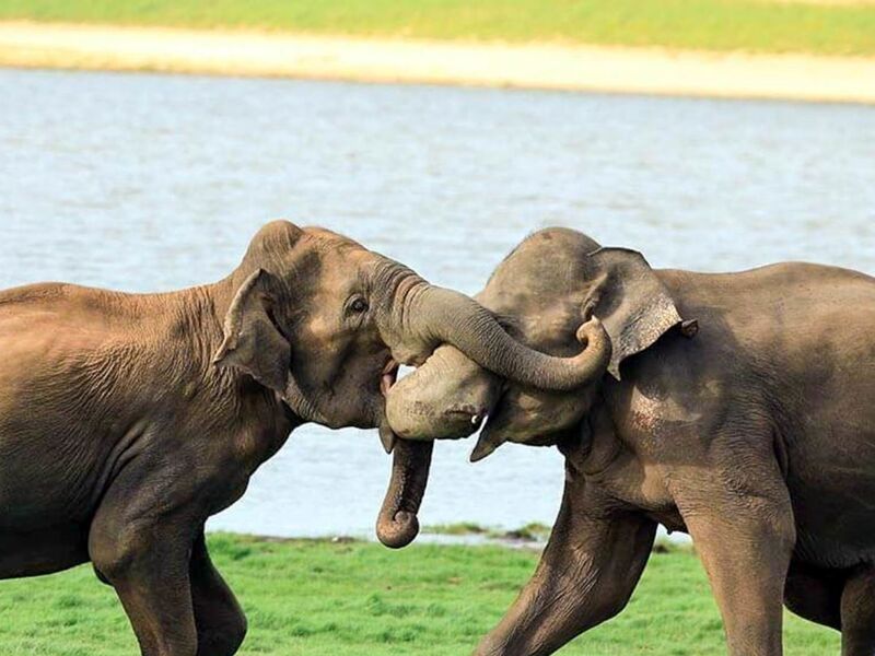 SRİ LANKA TK 2026 (CMB-CMB)