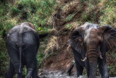 Dolu Dolu Güney Afrika Safari Turu Rotası