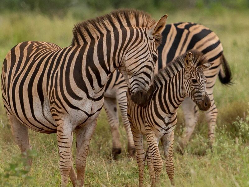 Dolu Dolu Güney Afrika Safari Turu Rotası (Cape Town - Johannesburg)