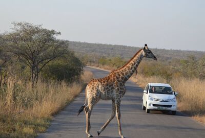 Dolu Dolu Güney Afrika Safari Turu Rotası (Cape Town - Johannesburg)