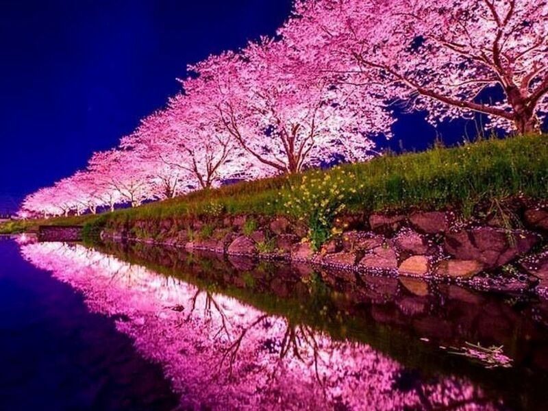 Dolu Dolu Sakura Dönemi Özel Japonya & Kore Turu Mistik Rotalar