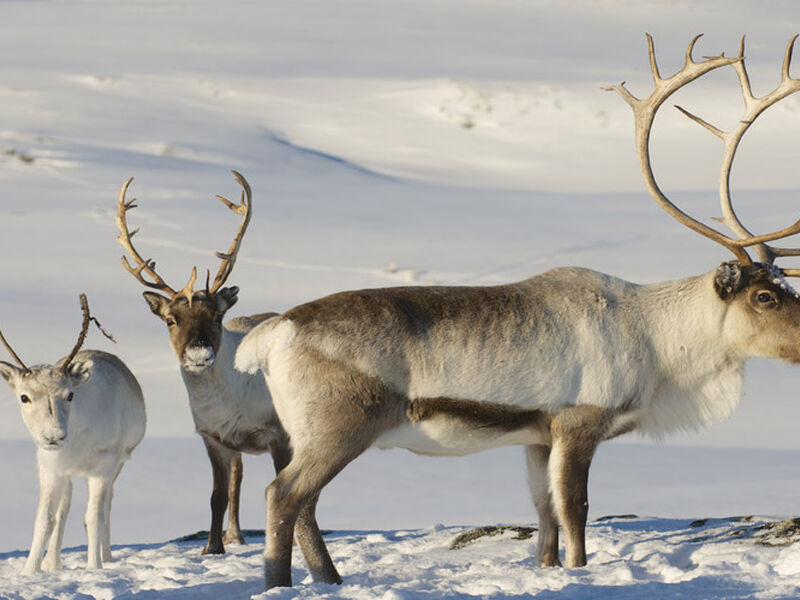 İzmir Çıkışlı Sömestre ve Sevgililer Gününe Özel Lapland Turu Kuzey Işıkları Rotası (3 Gece)