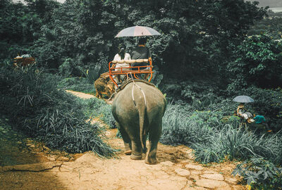 Dolu Dolu Phuket & Phi Phi Adaları Turu Egzotik Rotalar