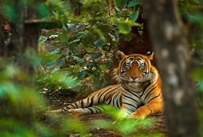 Hindistan Sarayları ve Taj Mahal Rotası