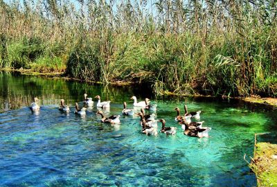 İzmir Hareketli Datça Badem Çiçeği Festivali 1 Gece 2 Gün