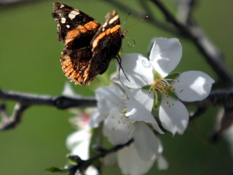 İzmir Hareketli Datça Badem Çiçeği Festivali 1 Gece 2 Gün