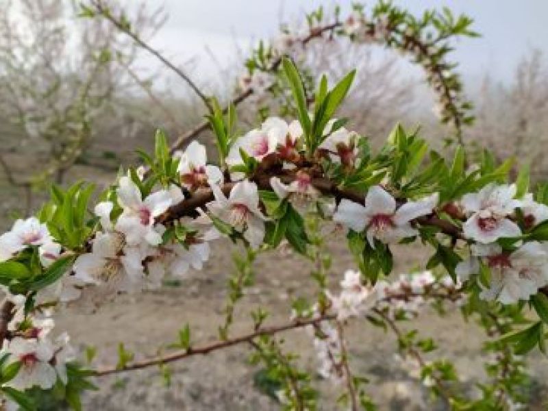 Ankara Hareketli Datça Badem Çiçeği Festivali