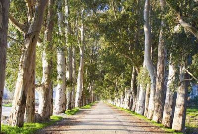 Ankara Hareketli Datça Badem Çiçeği Festivali
