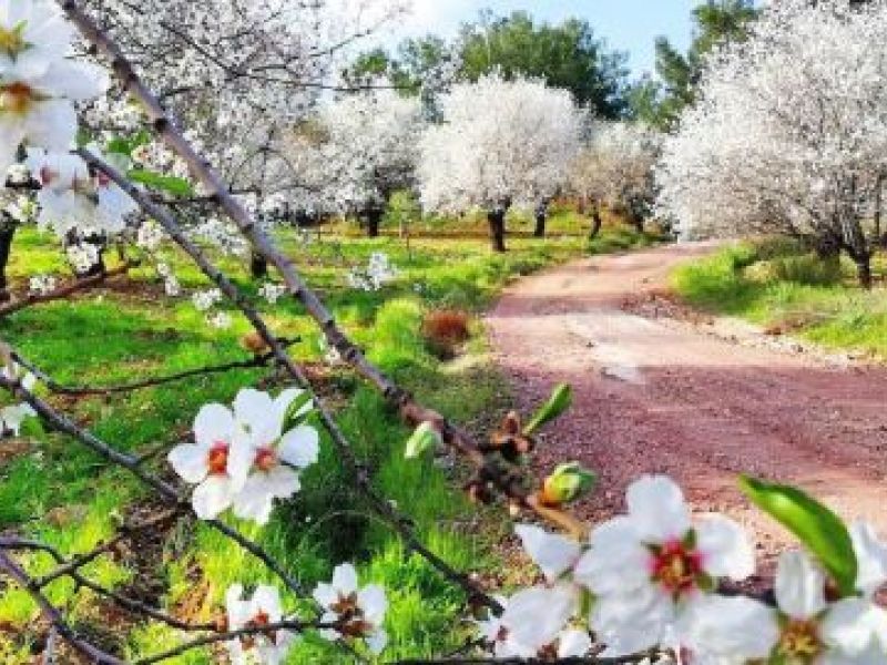 Ankara Hareketli Datça Badem Çiçeği Festivali