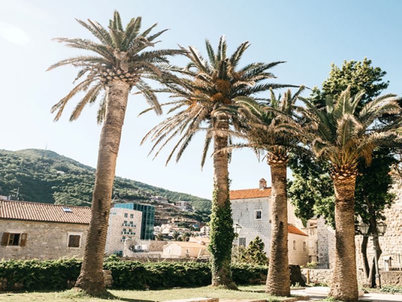 Budva Rotası Turu (Thy ile)