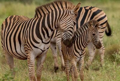 Güney Afrika | 7 Gece | İstanbul Çıkış | THY	