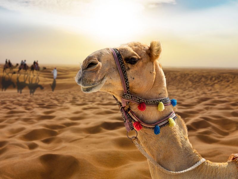 Çölün Ortasındaki Vaha Prestij Dubai Turu FlyDubai Havayolları ile Dubai Şehir Turu Dahil Merkezi ve JBR-Marina Bölgesi Otel Seçenekleri İle 4 Gece (401)