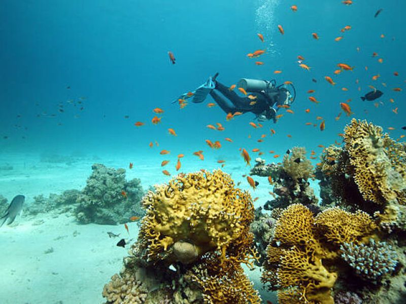 FREEBIRD Hava Yolları ile KIZILDENİZ RÜYASI; PRESTİJ SHARM EL SHEIKH (424)
