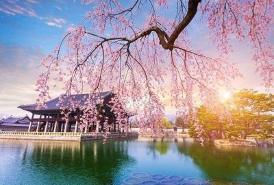 Dolu Dolu Sakura Dönemi Özel Japonya & Kore Turu Mistik Rotalar