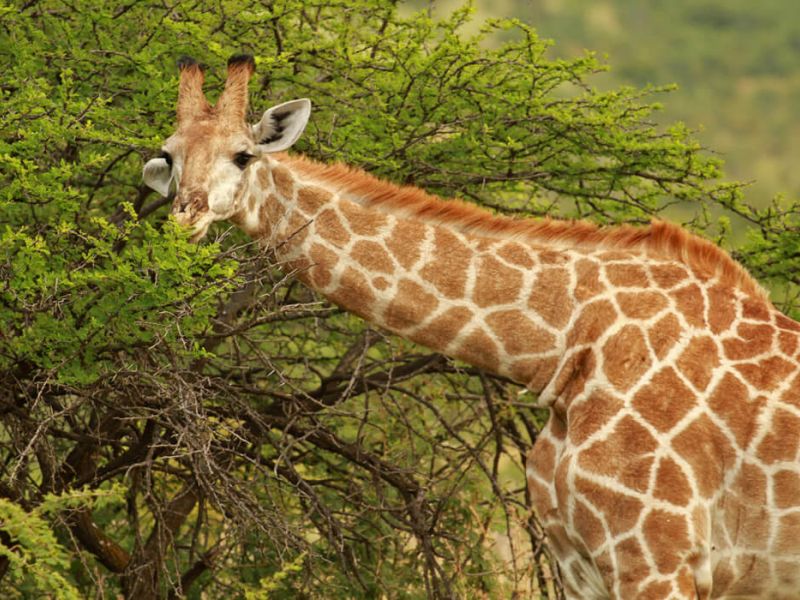 Görkemli Güney Afrika ve Safari 7 Gece Türk Hava Yolları ile 23 Mayıs Hareketli (Kurban Bayramı Özel) (CPT - JNB)