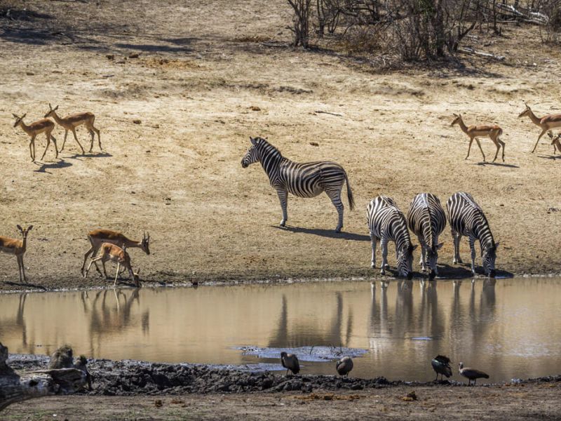 Görkemli Güney Afrika ve Safari 7 Gece Türk Hava Yolları ile 23 Mayıs Hareketli (Kurban Bayramı Özel) (CPT - JNB)