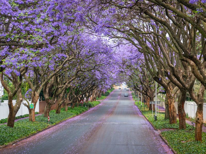 Dolu Dolu Güney Afrika & Bostvana & Victoria Şelaleleri (Cape Town - Johannesburg)