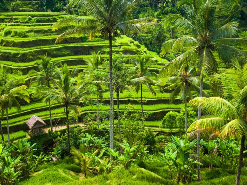 Görkemli Tropikal Ada Bali ve Ubud 5 Gece - Singapur Hava Yolları ile (2026 Yaz Dönemi)
