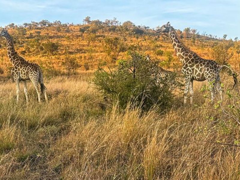 Flex Güney Afrika & Safari Türk Havayolları ile 5 Gece 6 Gün CPT - JNB