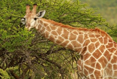 Görkemli Güney Afrika ve Safari 7 Gece Türk Hava Yolları ile 23 Mayıs Hareketli (Kurban Bayramı Özel) (CPT - JNB)