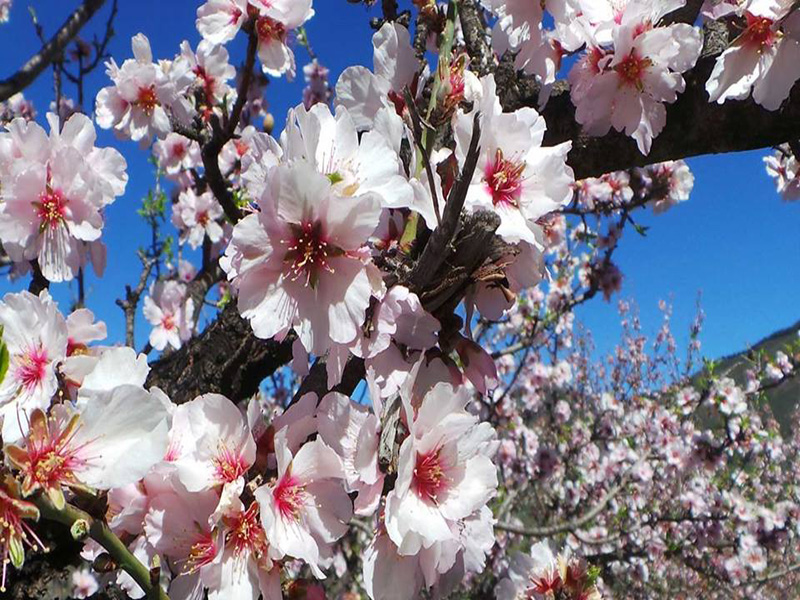 Ankara Hareketli Datça Badem Çiçeği Festivali