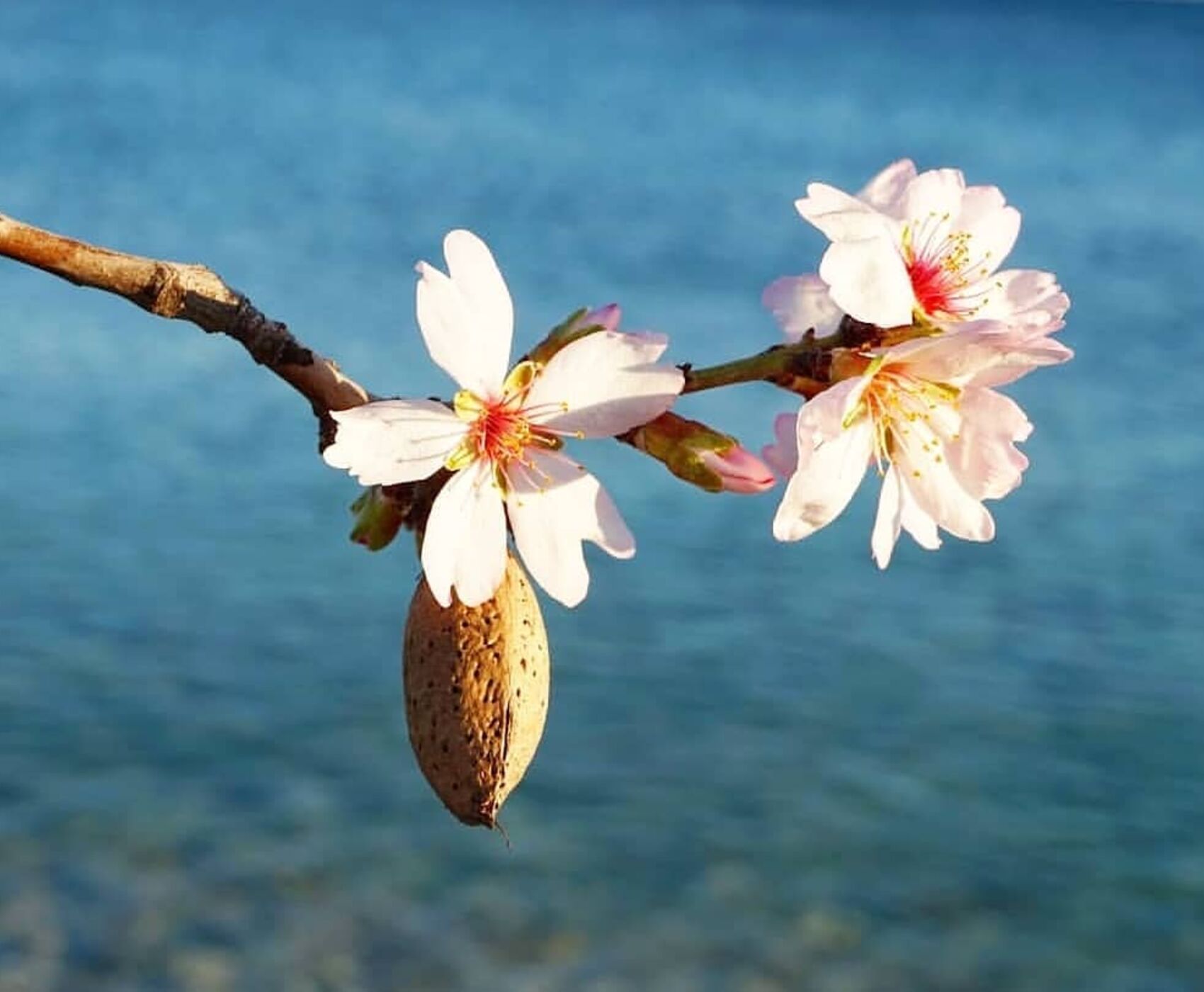 Ankara Hareketli Datça Badem Çiçeği Festivali