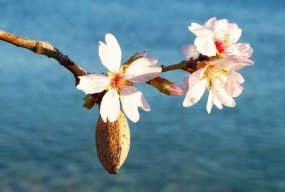 Ankara Hareketli Datça Badem Çiçeği Festivali