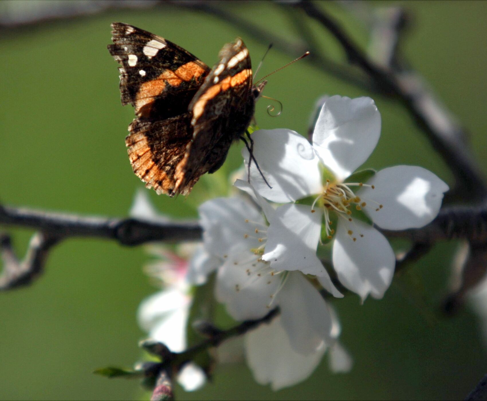 İzmir Hareketli Datça Badem Çiçeği Festivali 1 Gece 2 Gün
