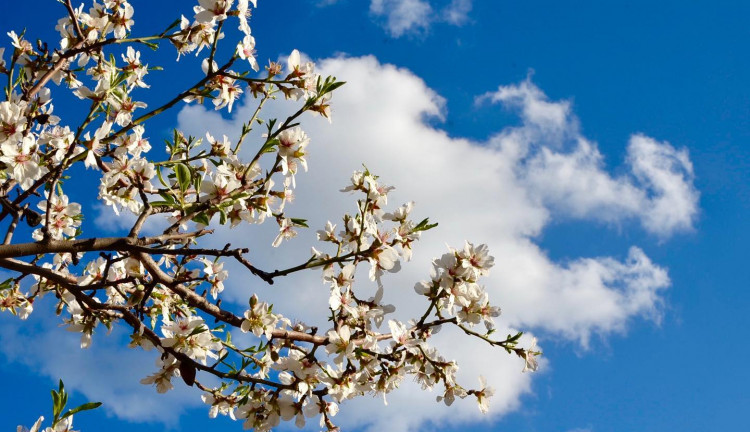 Mersin, Tarsus, Adana Çıkış Datça Badem Çiçeği Festivali