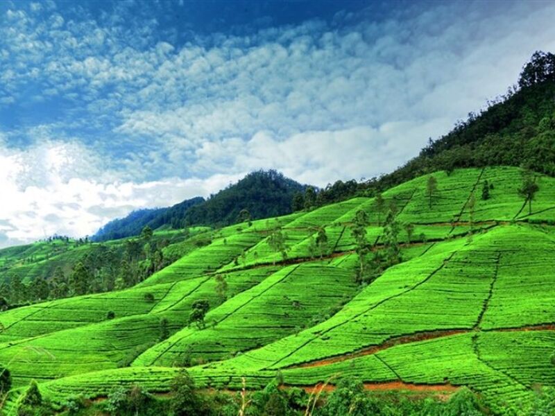 Sri Lanka Turu Air Arabia İle  Her Pazar Hareket 7 Gece